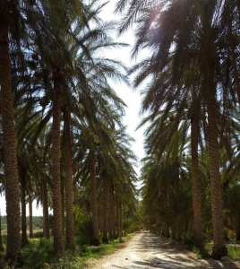 #Tolga, #Biskra :  Une perle de oasis ... !