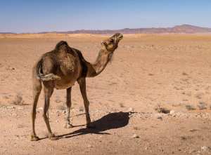 Le #Dromadaire, bien de chez nous... !