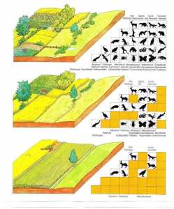 Les champs en monocultures contribuent à l’érosion massive de la biodiversité