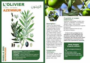 L'OLIVIER Olea europaea AZEMMUR الزيتون