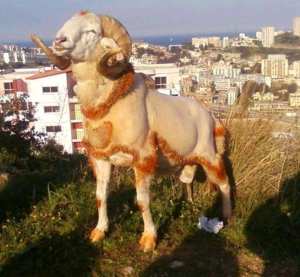 اقوى كبش مصارعة  la cible