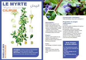 LE MYRTE  Myrtus communis  الريحان