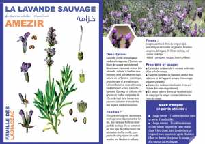 LA LAVANDE SAUVAGE Lavandula staechas خزامة
