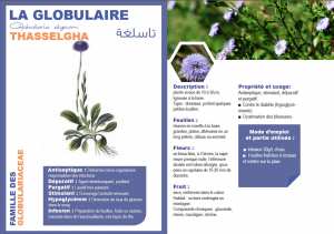 LA GLOBULAIRE Globularia alypum تاسلغة