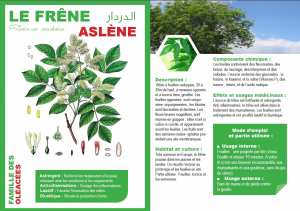 LE FRÊNE Fraxinus excelsior ASLÈNE الدردار