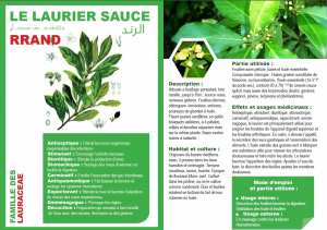 LE LAURIER SAUCE Laurus nobilis  RRAND الرند