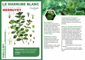 LE MARRUBE BLANC Marrubium vulgare MERRUYET مرويث