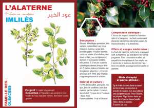 L’ALATERNE Fraxinus excelsior IMLILÈS عود الخير