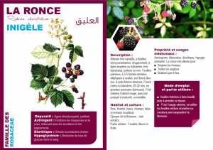 LA RONCE Rubus ulmifolius INIGÈLE العليق