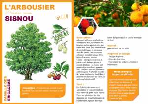 L'ARBOUSIER Arbutus unedo SISNOU اللنج