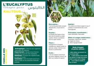 L'EUCALYPTUS Eucalyptus globulus KALITOUS الكاليتوس