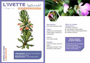 L'IVETTE Ajuga iva ICHENDKOURA اشندكورا