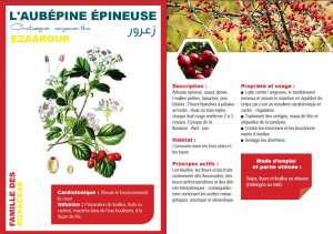 L'AUBÉPINE ÉPINEUSE Crataegus oxyacantha EZAÂROUR زعرور