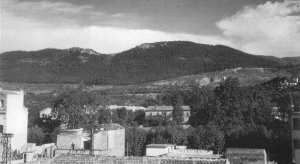 Fôret de pins à Tlemcen