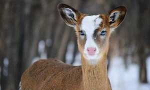 اجمل غزال رأته العين