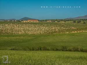 Amieur (wilaya de Tlemcen) avec ses prairies et ses fermes coloniales