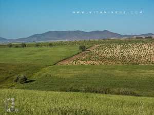 Commune agro pastorale de Amieur (wilaya de Tlemcen) avec ses prairies et ses fermes coloniales