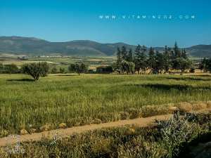 Champs de céréales et oliveraies de la Commune de Amieur (wilaya de Tlemcen)