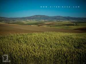 Amieur (wilaya de Tlemcen) avec ses champs de blé