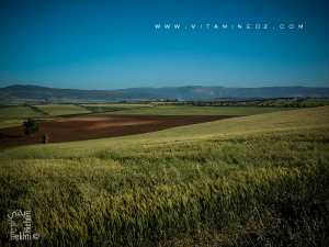 Commune d'Amiyar (wilaya de Tlemcen) avec ses champs de blé et ses oliviers