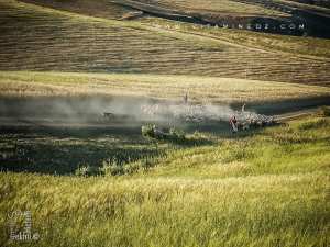 Bergers menant troupeau vers Amieur (wilaya de Tlemcen)
