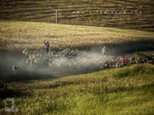 Troupeau de moutons rentrant vers Amieur (wilaya de Tlemcen)