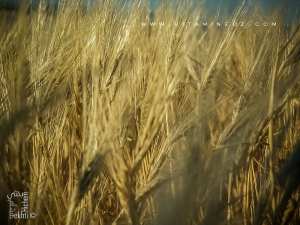 Le blé de Bensekrane