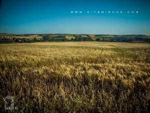 TLEMCEN: Le déficit pluviométrique hypothèque la récolte céréalière