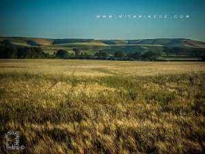 Région de Bensekrane (wilaya de Tlemcen) région agro pastorale par excellence