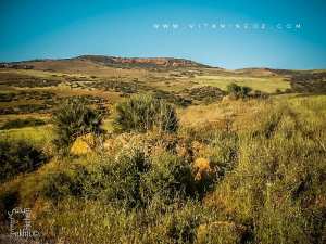 Région d'El Fehoul (Tlemcen) région semi montagneuse