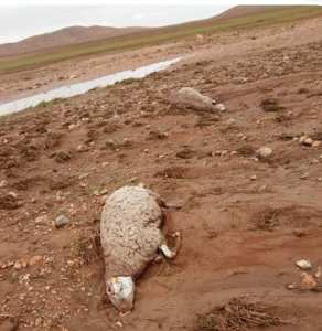 تسببت الفيضانات التي مست قرية ماقورة بالحدود الغربية لولاية تلمسان في خسائر فادحة للفلاحيين.