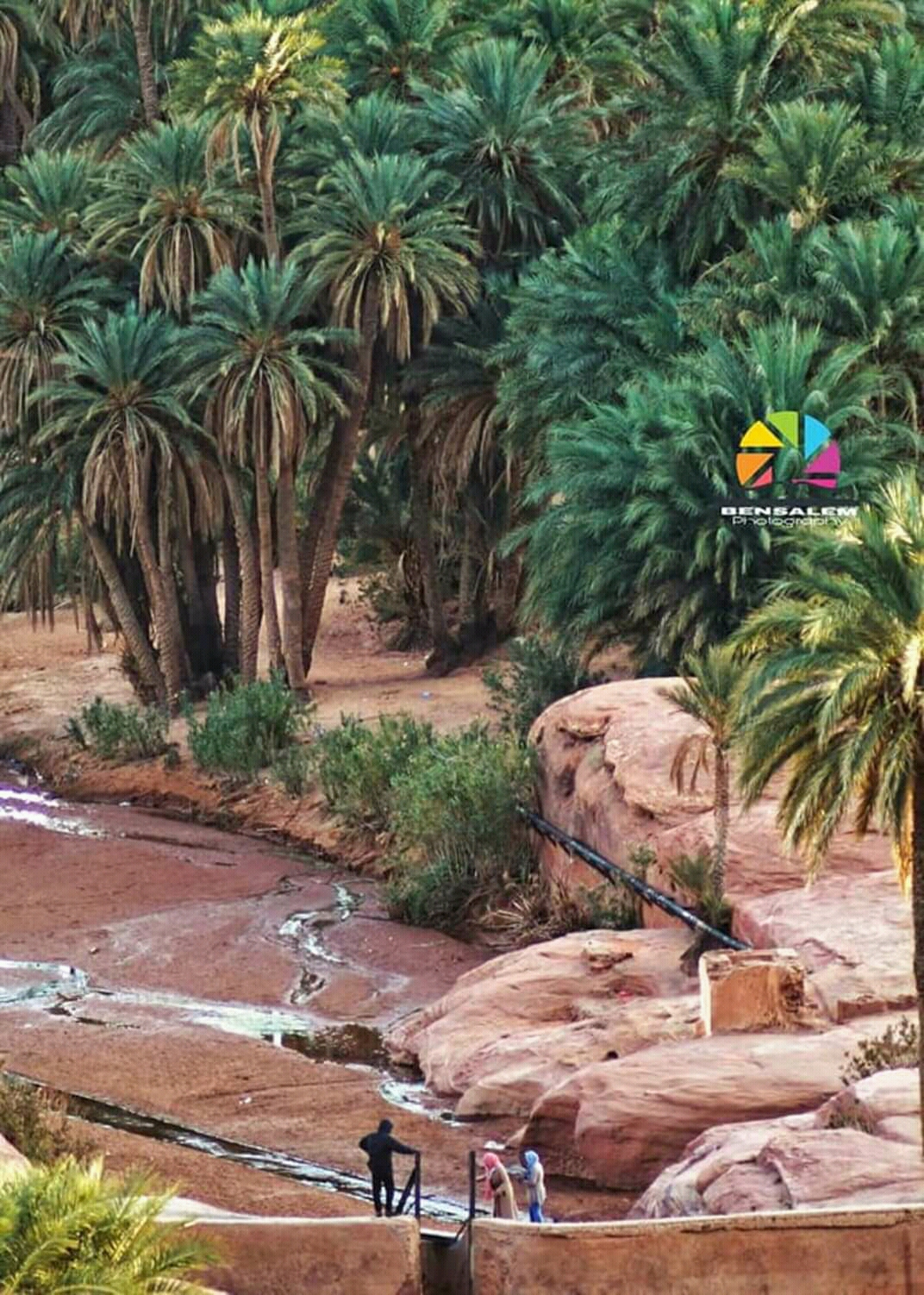 واحة تيوت عين الصفراء