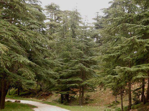 Les Parcs Naturels d'Algérie :