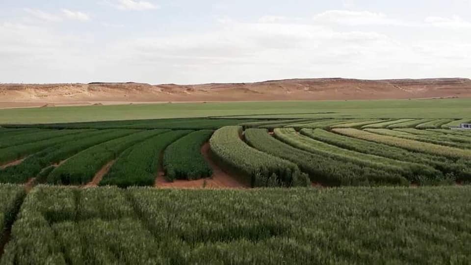 Agriculture Saharienne à Hassi Lefhel