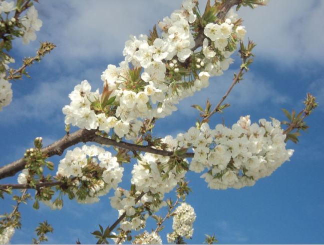Cerisier en fleurs