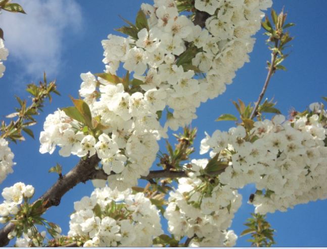 Cerisier en fleurs