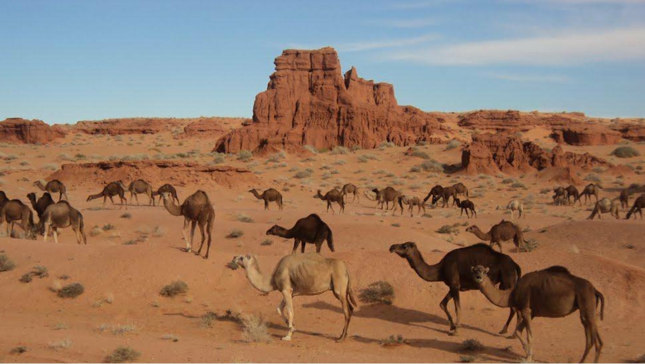 El Gour de Brezina, El Bayadh... !