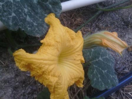 Fleur de courge
