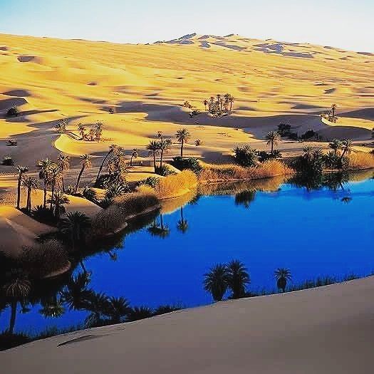An Oasis in the Algerian Sahara #algérie