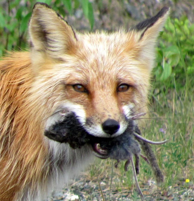 Red fox