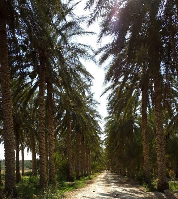 #Tolga, #Biskra :  Une perle de oasis ... !