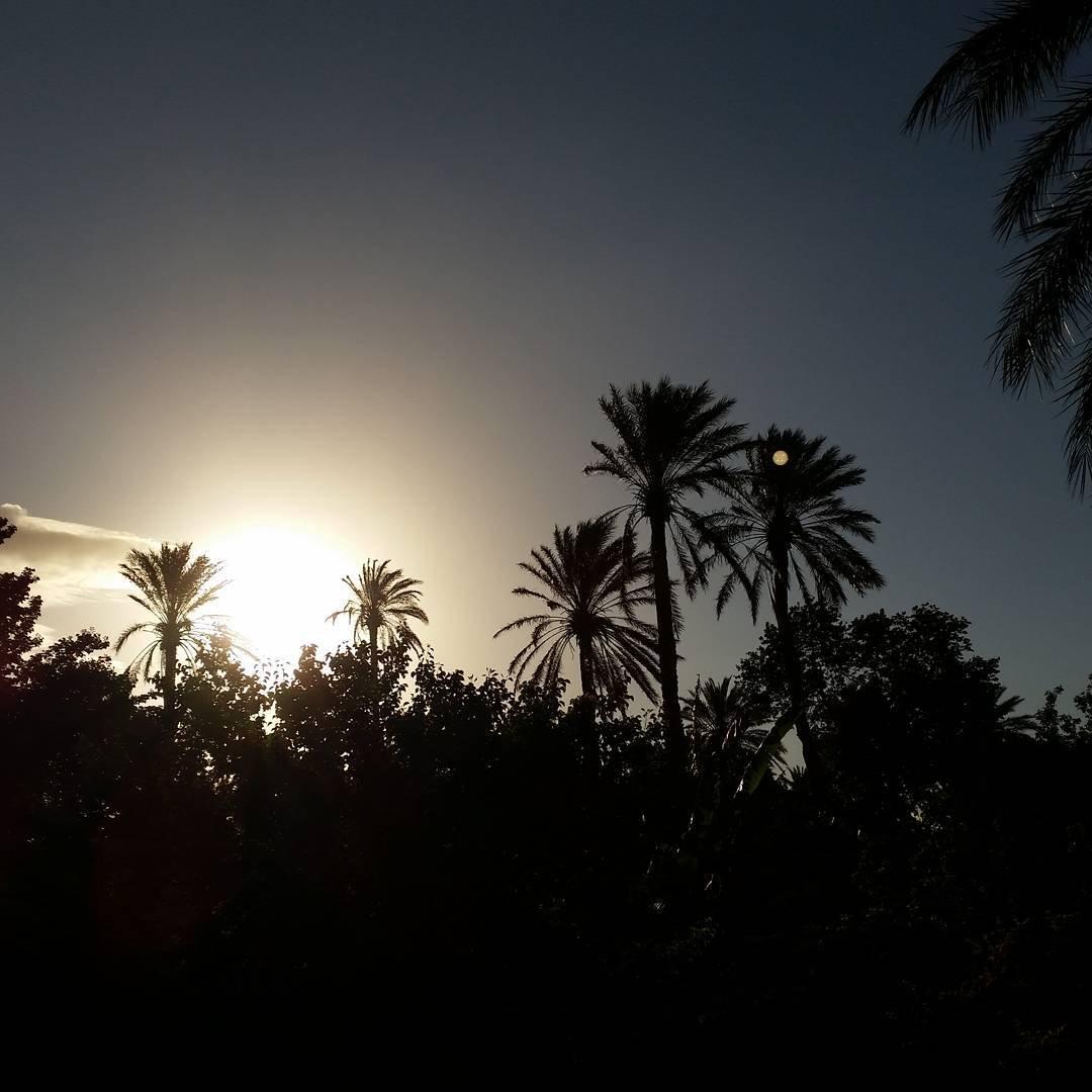 #Tolga, #Biskra :  Une perle de oasis ... !