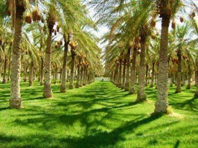 #Tolga, #Biskra :  Une perle de oasis ... !