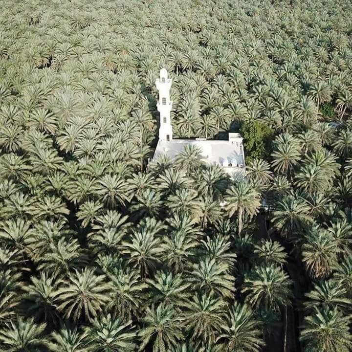 #Tolga, #Biskra :  Une perle de oasis ... !