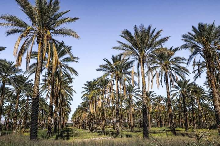 #Tolga, #Biskra :  Une perle de oasis ... !