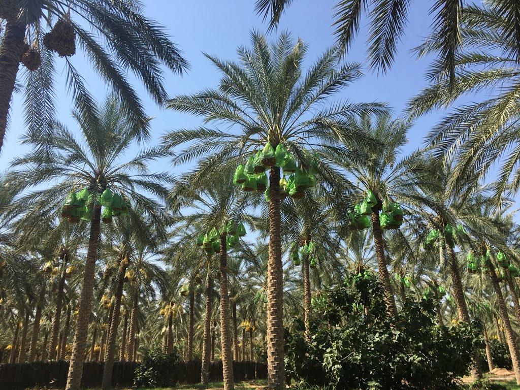 #Tolga, #Biskra :  Une perle de oasis ... !