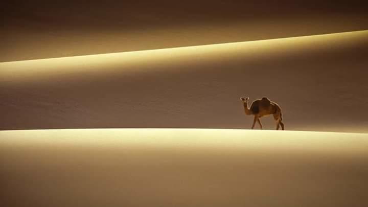 Le #Dromadaire, bien de chez nous... !