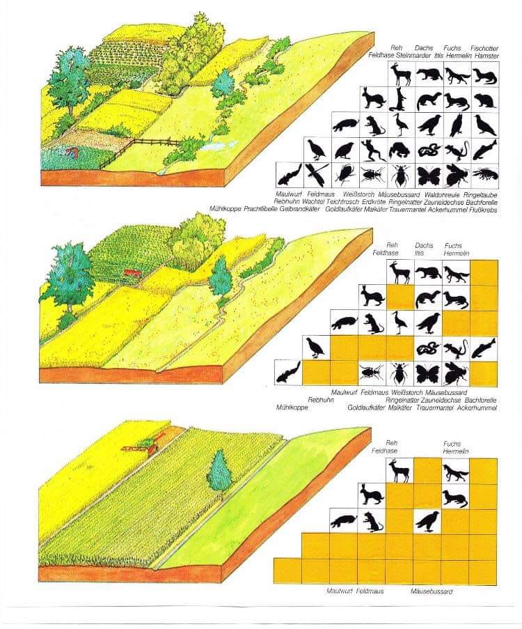 Les champs en monocultures contribuent à l’érosion massive de la biodiversité
