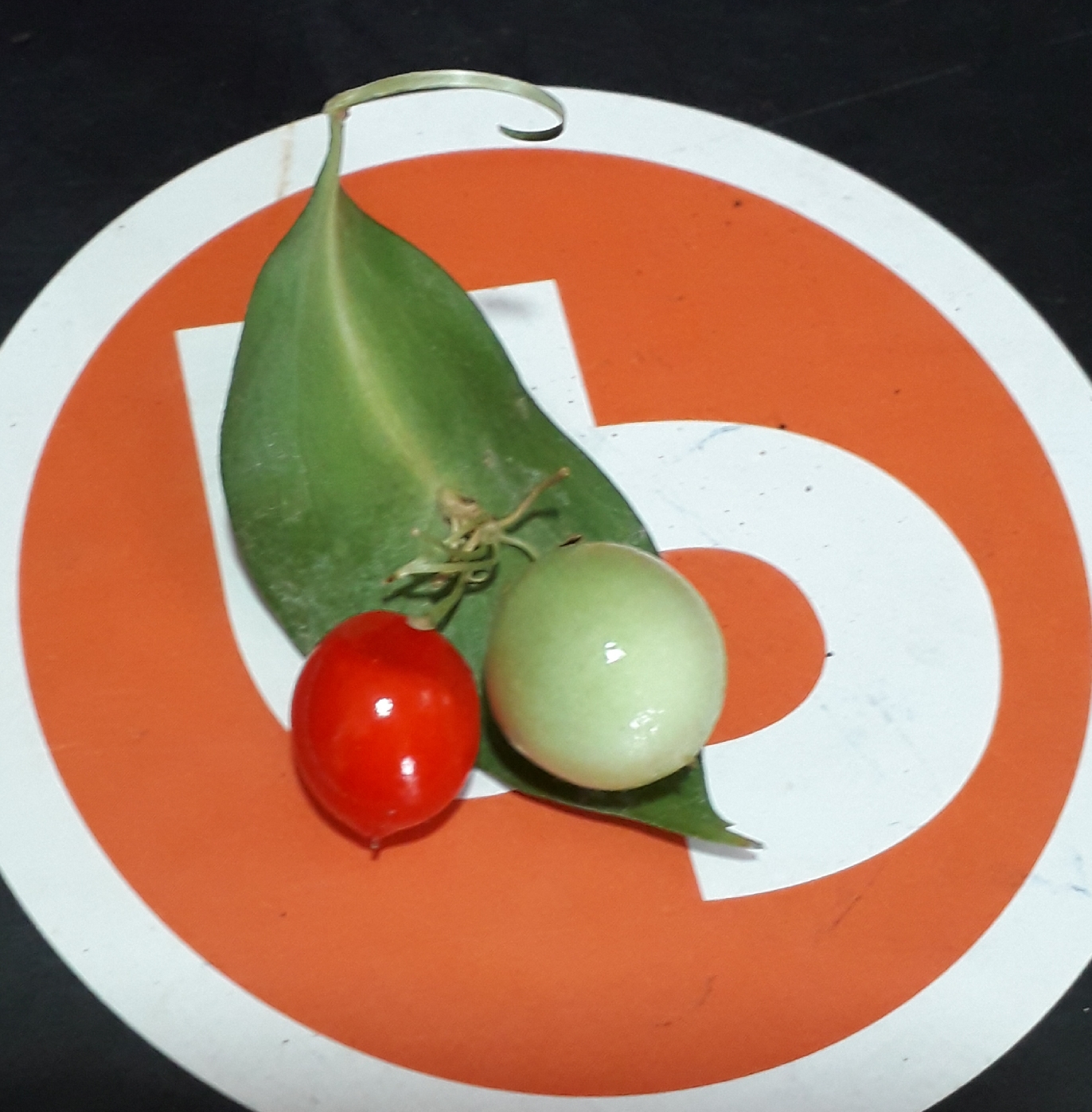 قاقة في الورقة