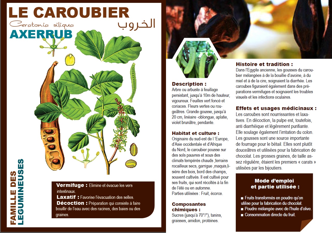 LE CAROUBIER Ceratonia siliqua AXERRUB الخروب